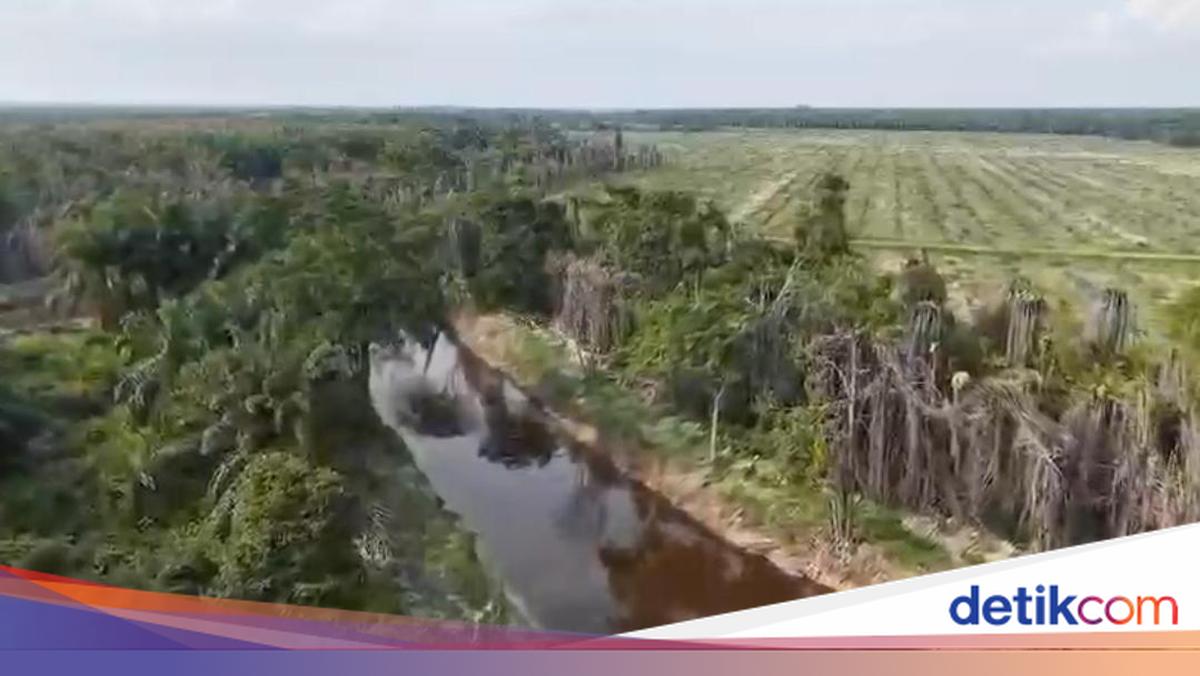 Musim Mas Responds to Corporate Suspect Status in Environmental Damage Case