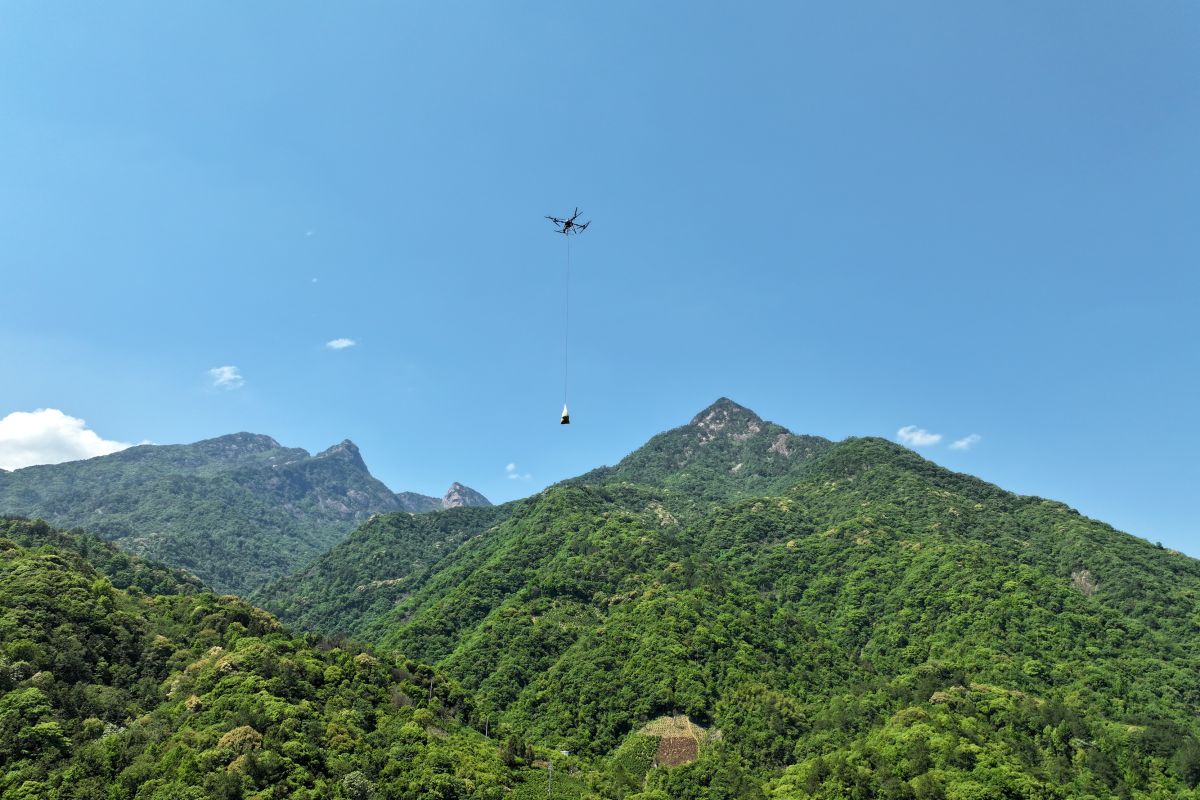 A look at the digital upgrade of the black tea industry in Qimen, China