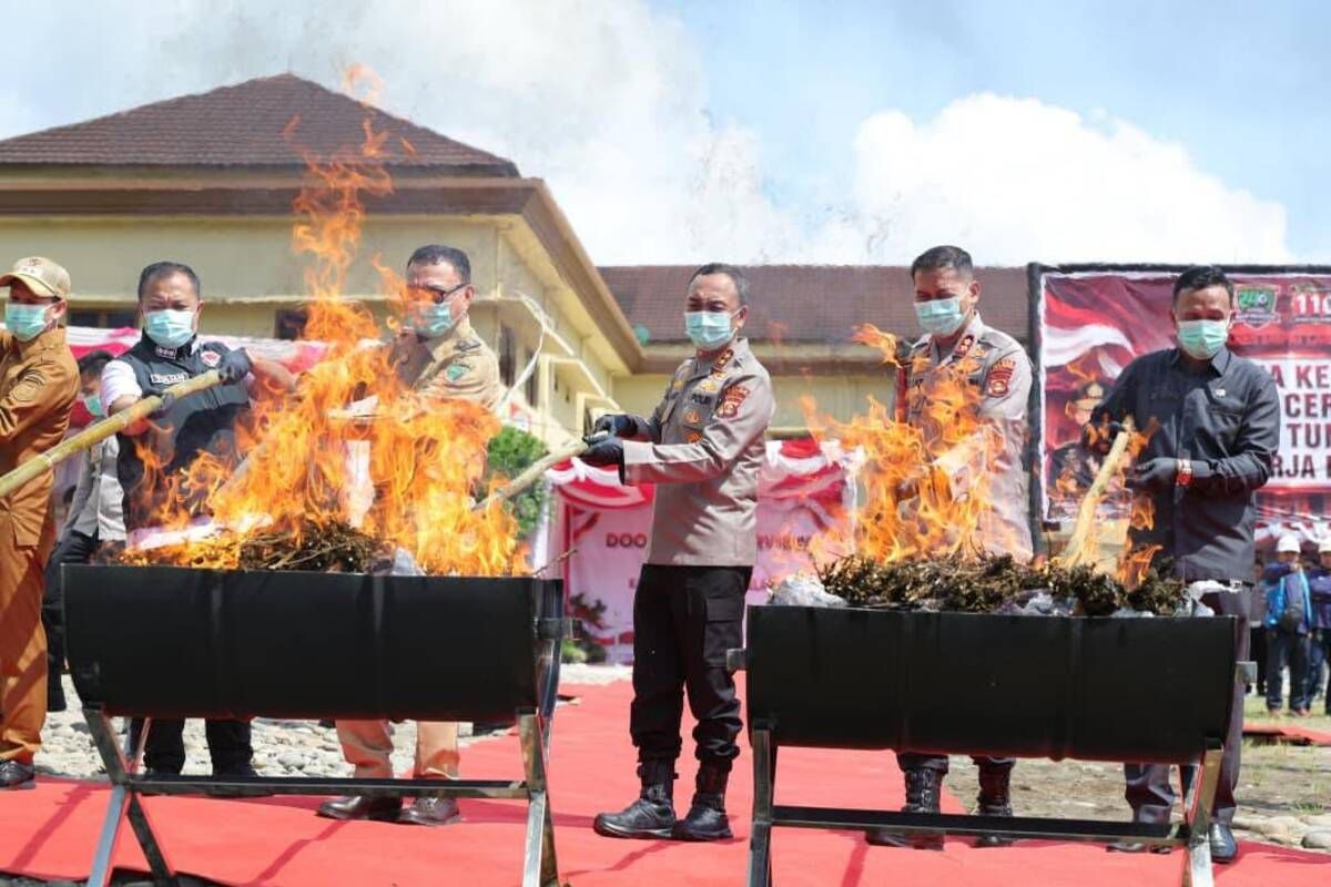 South Sumatra Police Destroy 200 Kilograms of Cannabis Seized from Empat Lawang