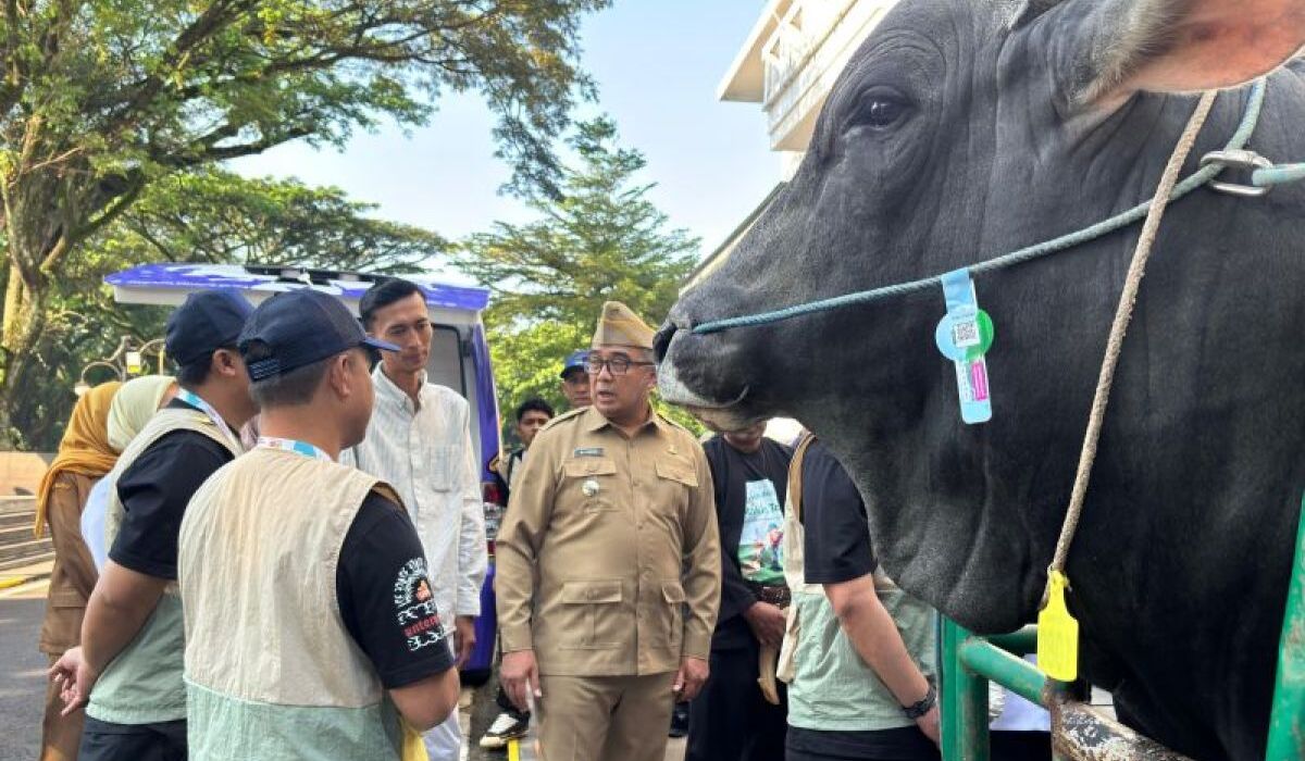 President Prabowo buys a 1.25-ton Simmental sacrificial cow owned by Bandung City resident