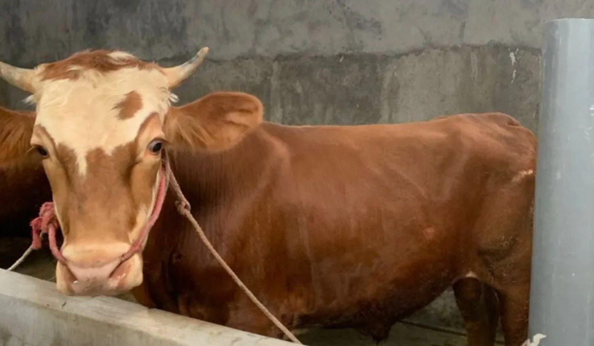President Prabowo Donates 17 Eid al-Adha Cattle to 11 Regions in Maluku