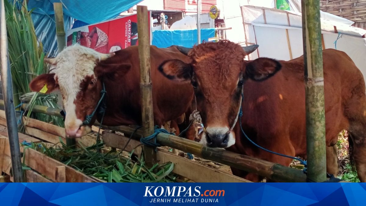 Farmers Say Weakening Rupiah Is Also Weighing on Sacrificial Animal Sales