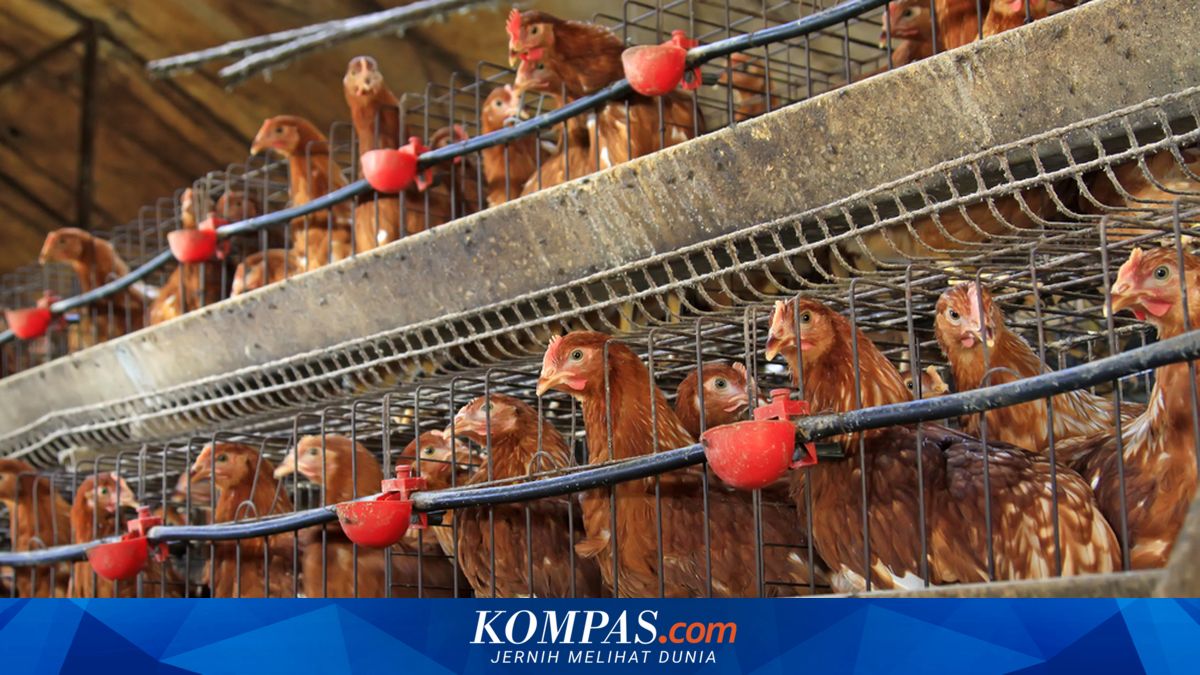 Weakening Rupiah Impacts Rural Farmers as Feed Prices Rise
