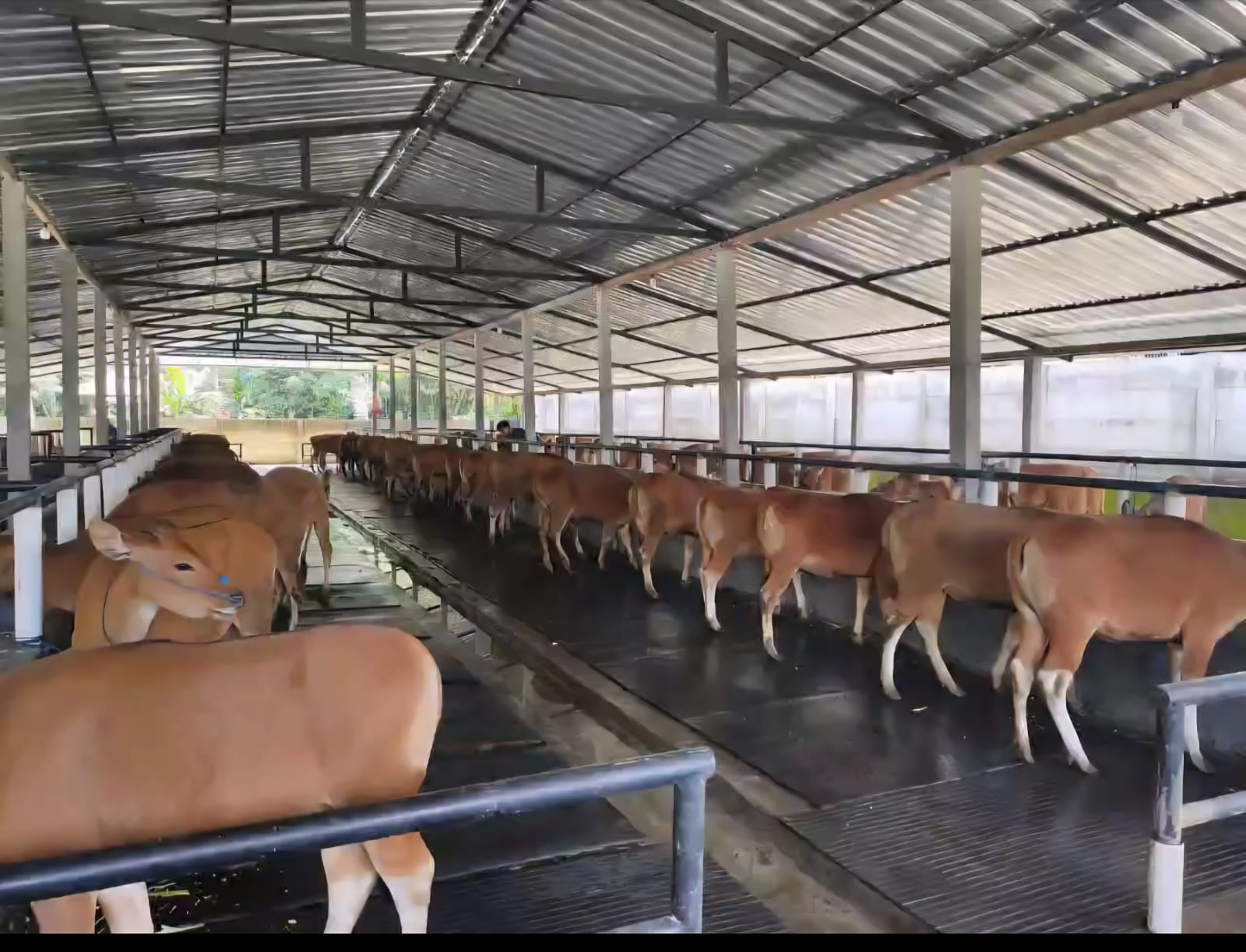 Bali cattle population declines, provincial government tightens outbound shipments from the island