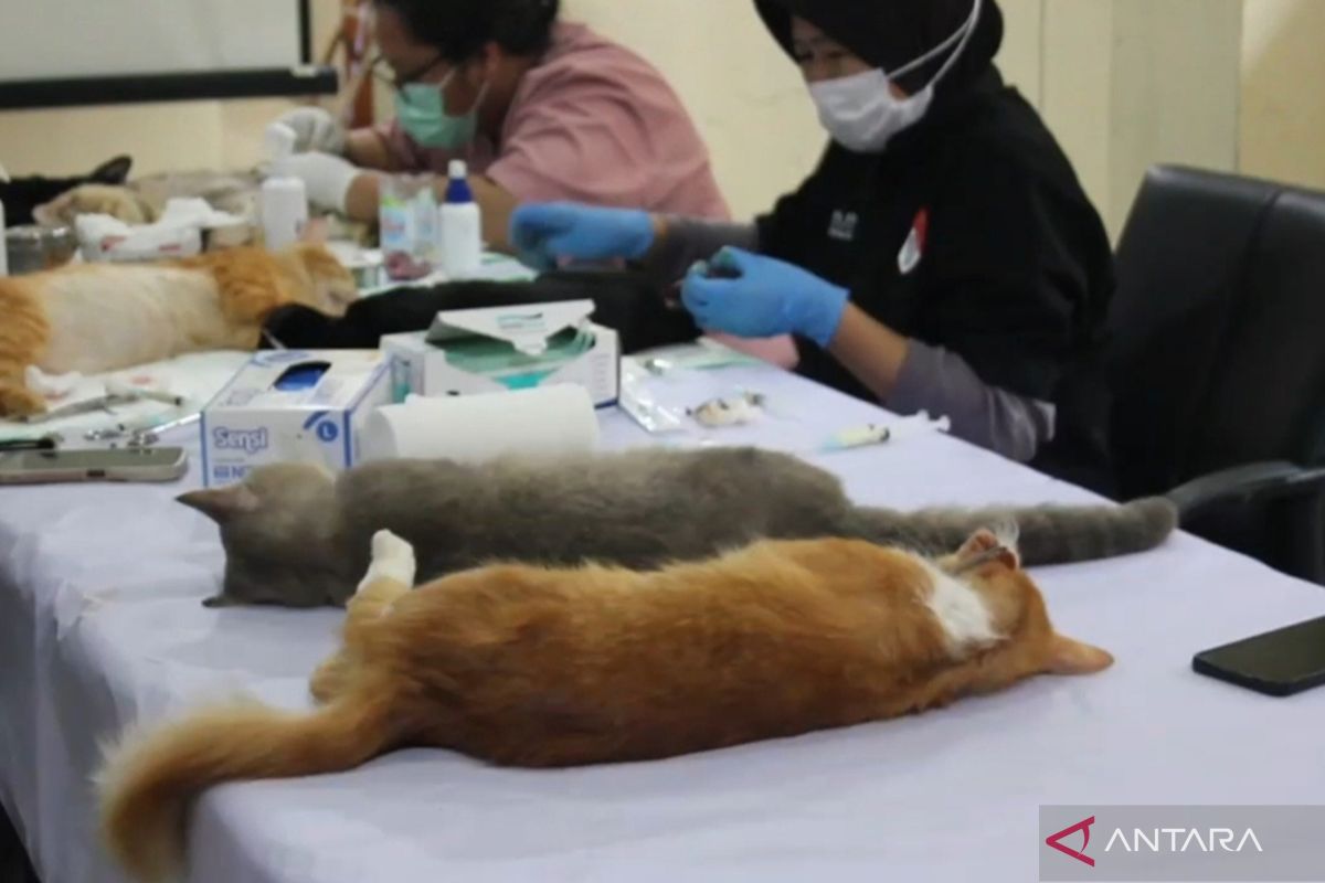 To curb population, 200 local cats sterilised in Palmerah, West Jakarta