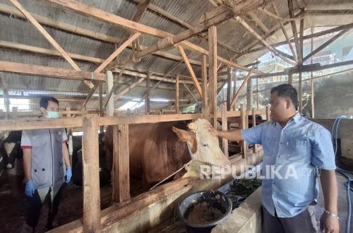 Mayor, One-Ton Sacrificial Cow Worth Rp110 Million, Ordered by President Prabowo from Bandung Barat