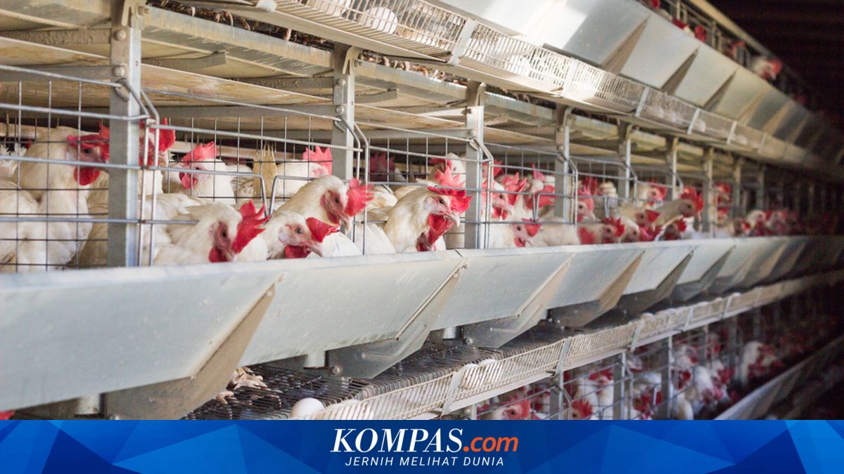 Costs Rise, Selling Prices Fall: Poultry Farmers Cornered by a Weaker Rupiah