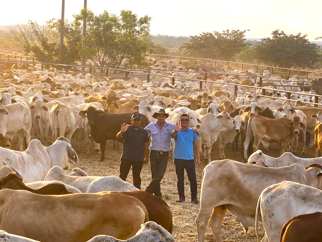 Dharma Jaya Aims to Slaughter 250 Sacrificial Cattle Per Day