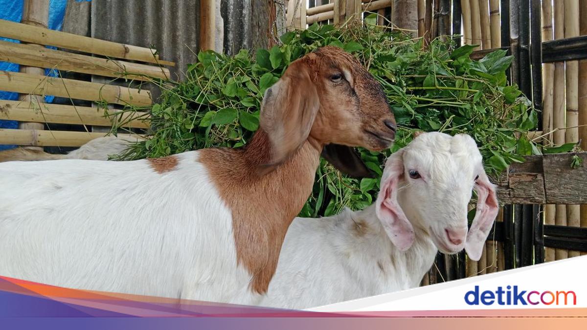 For Eid al-Adha, East Lombok Goat Sellers Offer Free Delivery