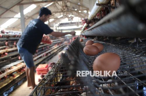 Prices Plunge, Amran Orders MBG to Absorb Eggs from Local Poultry Farmers