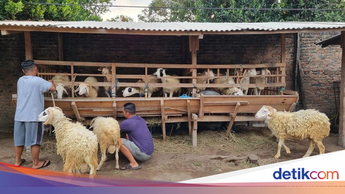 What Are the 2026 Prices for Sacrificial Animals? Baznas Releases the Ranges