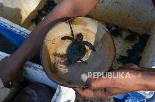 Anambas Turtle Conservation Engages Communities and Partners