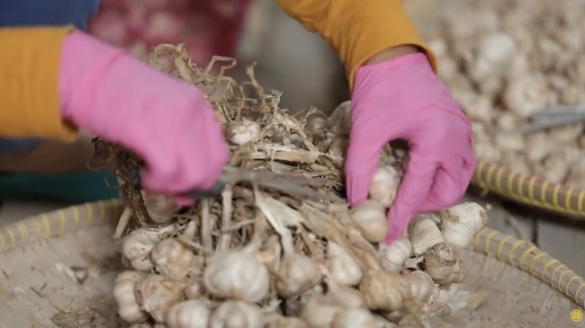 Indonesia Steps Up Garlic Production, Deputy Minister of Agriculture Shows Evidence