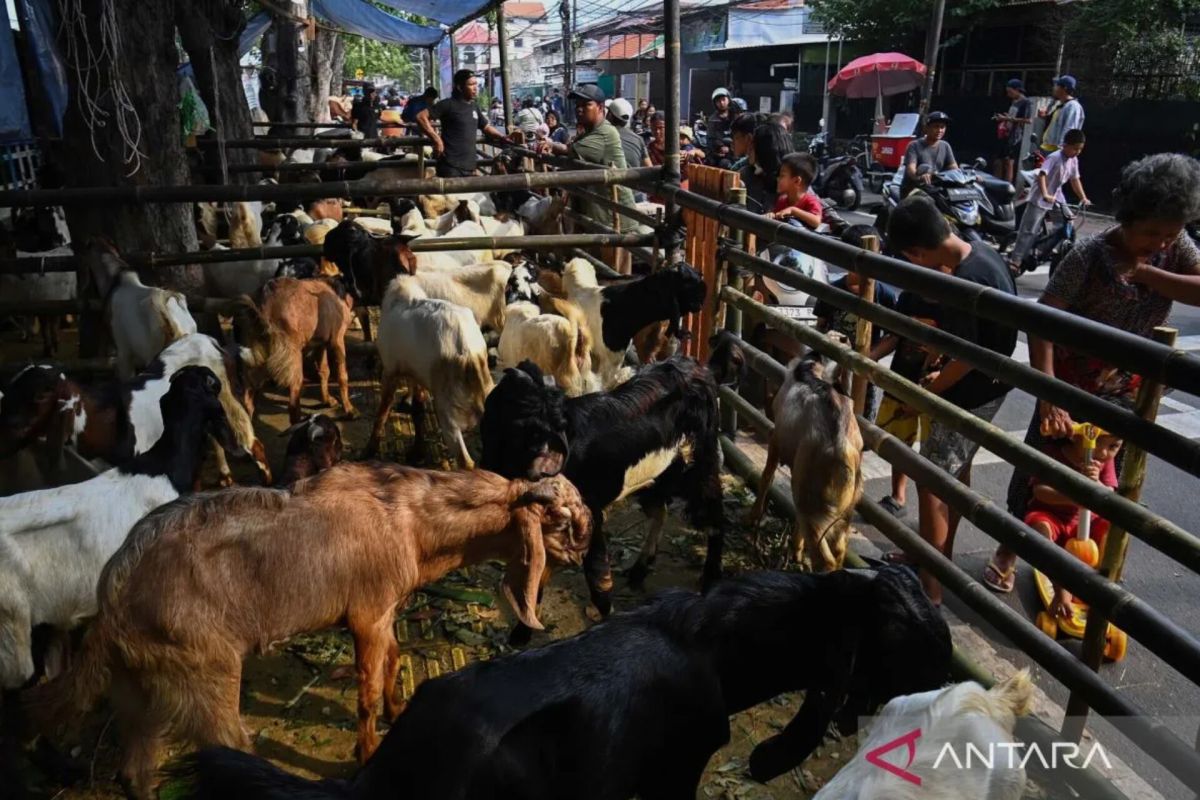 Pramono: Stable prices spur other regions to buy sacrificial animals in Jakarta