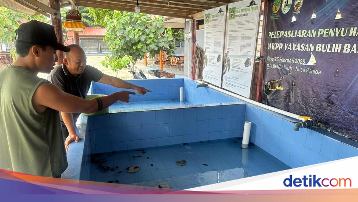 84 Baby Sea Turtles in Nusa Penida Missing, Turned Out to Have Ended Up in a Septic Tank