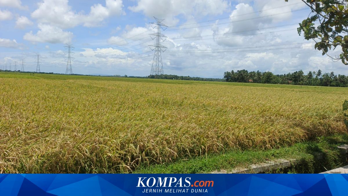 Study: Rice Crops Threatened by Inability to Adapt to Rising Global Temperatures