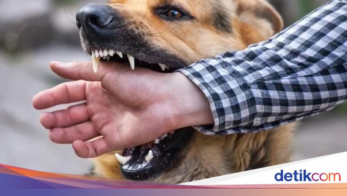 Rabies Dog Bite Victims in Kupang Rise to Six