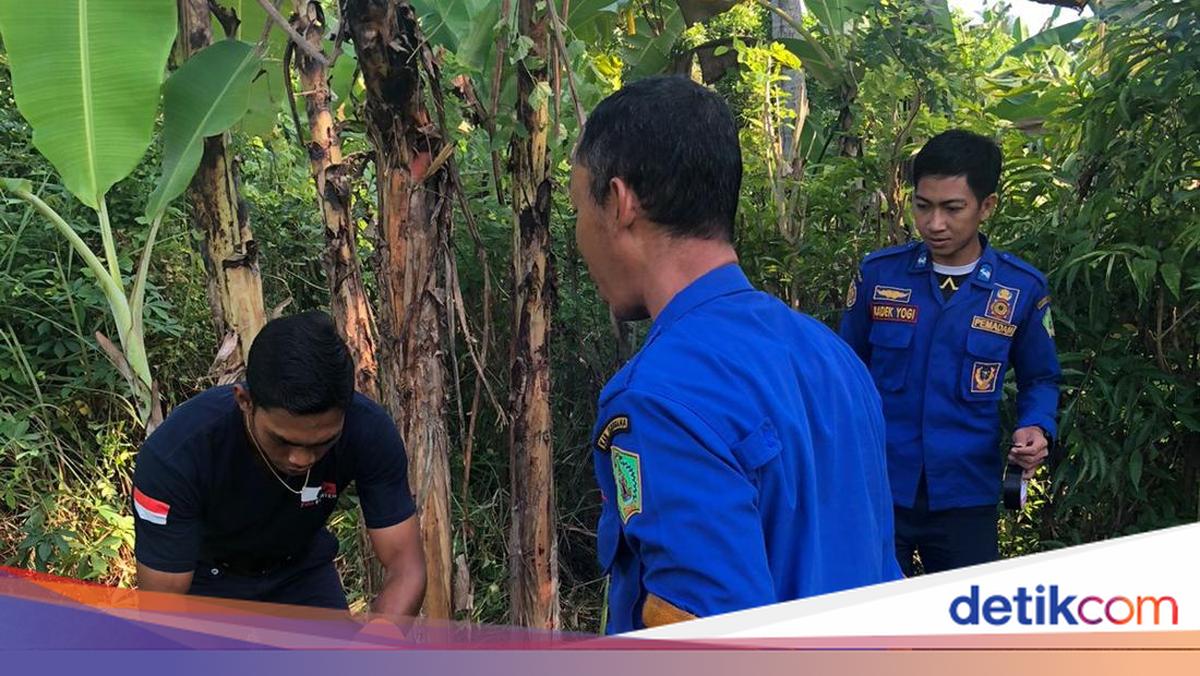 Two-Metre Python Eats a Local Resident’s Chickens in Jembrana, Leaving Its Belly Bloated