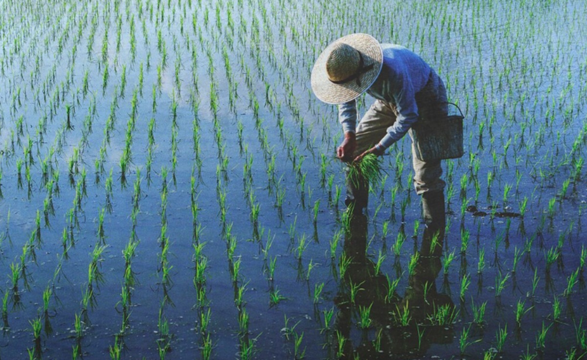 Climate change pushes rice-growing regions beyond temperature limits in 9,000 years of human history