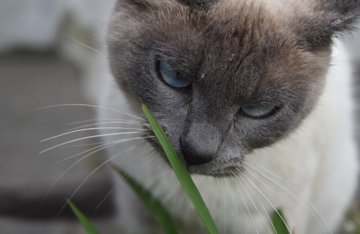 Not Catnip, a Study Finds Cats Actually Prefer This Plant