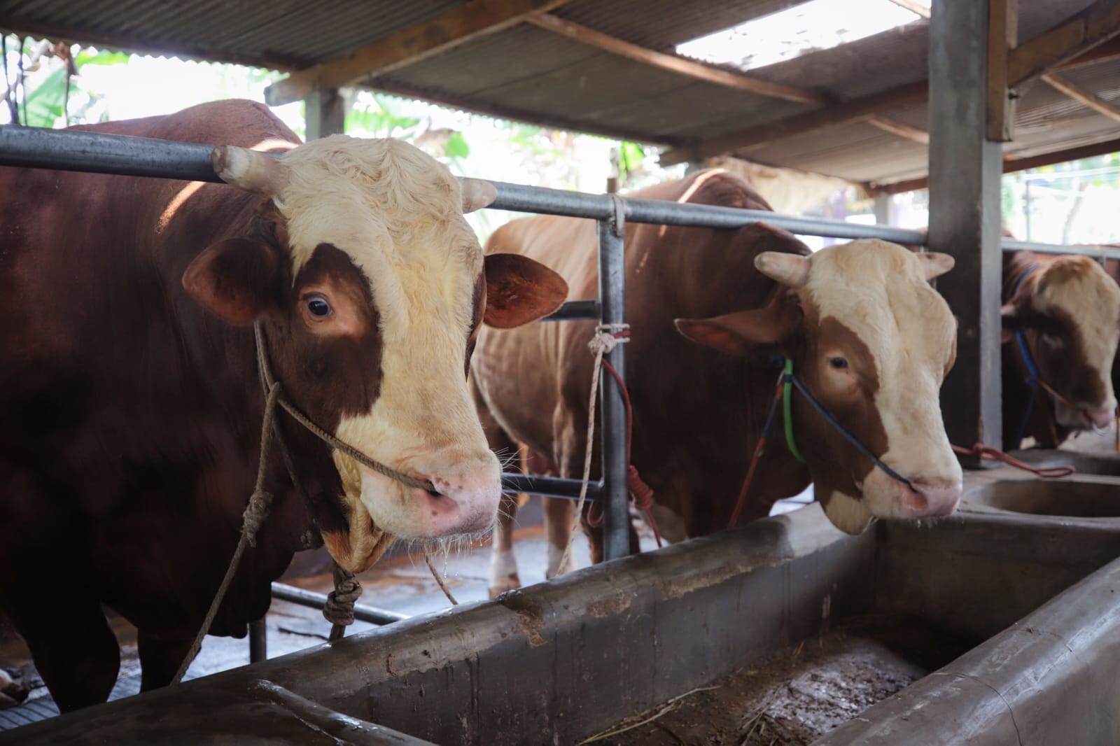 Ahead of Eid al-Adha, West Java's DKPP Has Examined 13,945 Sacrificial Animals