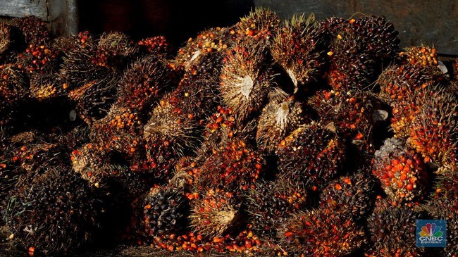 Palm Oil Farmers Call for Cancellation of Export Mandate Through State-Owned Enterprises
