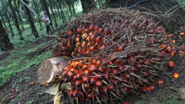 Palm Oil Farmers Protest Export Mandate Through Danantara — A Reminder of the New Order Tragedy