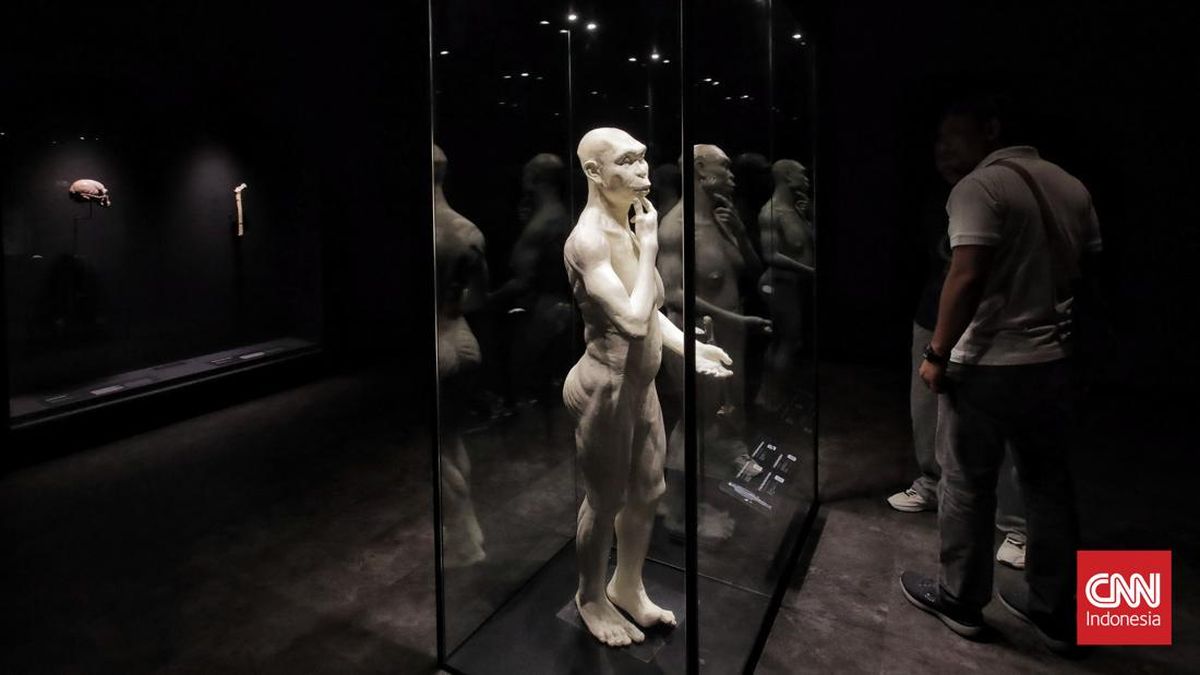 The Return of Java Man and the Strategy to Transform Museums into National Infrastructure