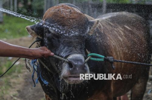 Is it obligatory for the sacrificer to witness the slaughter of their sacrificial animal?