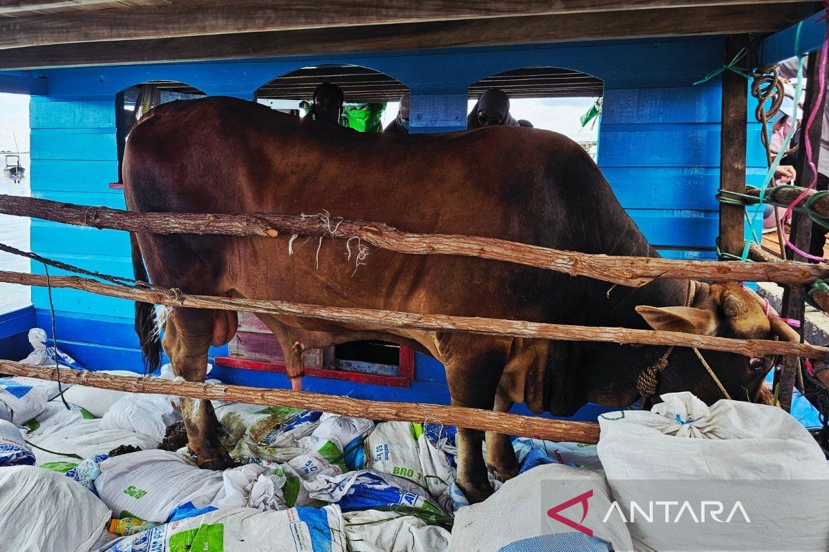 Natuna Regency Distributes the President's Sacrificial Cow to Pulau Laut, one of Indonesia's outermost islands