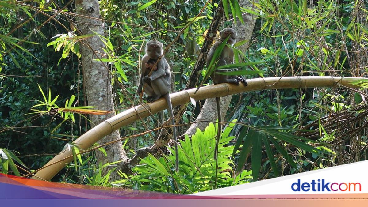 Stray Monkey Attacks Child in Cilincing, One Person Injured