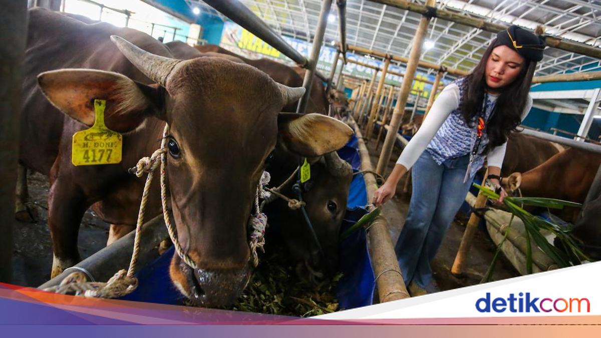 Kurban Livestock Stock in West Java for Eid al-Adha 2026 Confirmed Safe