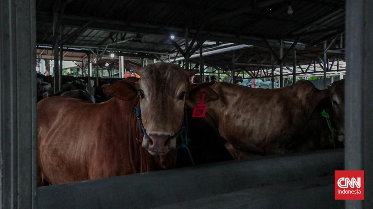Prabowo Donates 34 Cattle to North Sumatra, Each Weighing Up to a Tonne