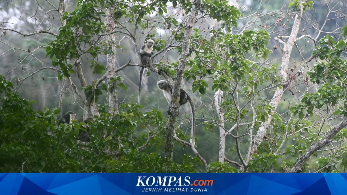 Once Thought Extinct, the Tonkin Snub-nosed Monkey Population Has Tripled