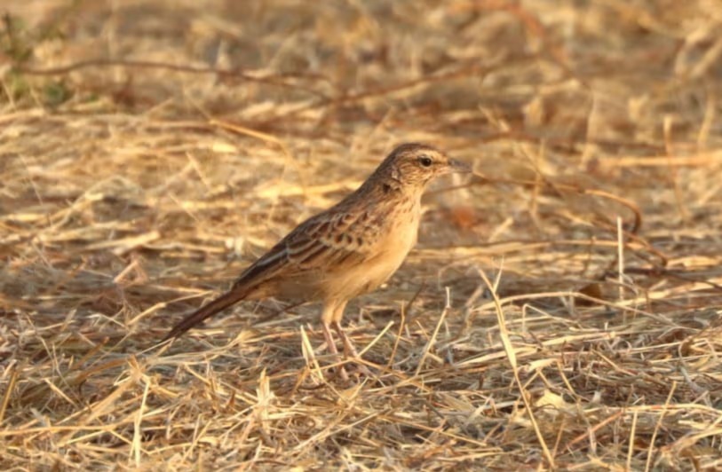 Discovery of the Rusty Lark, the Rare Bird Missing for 94 Years