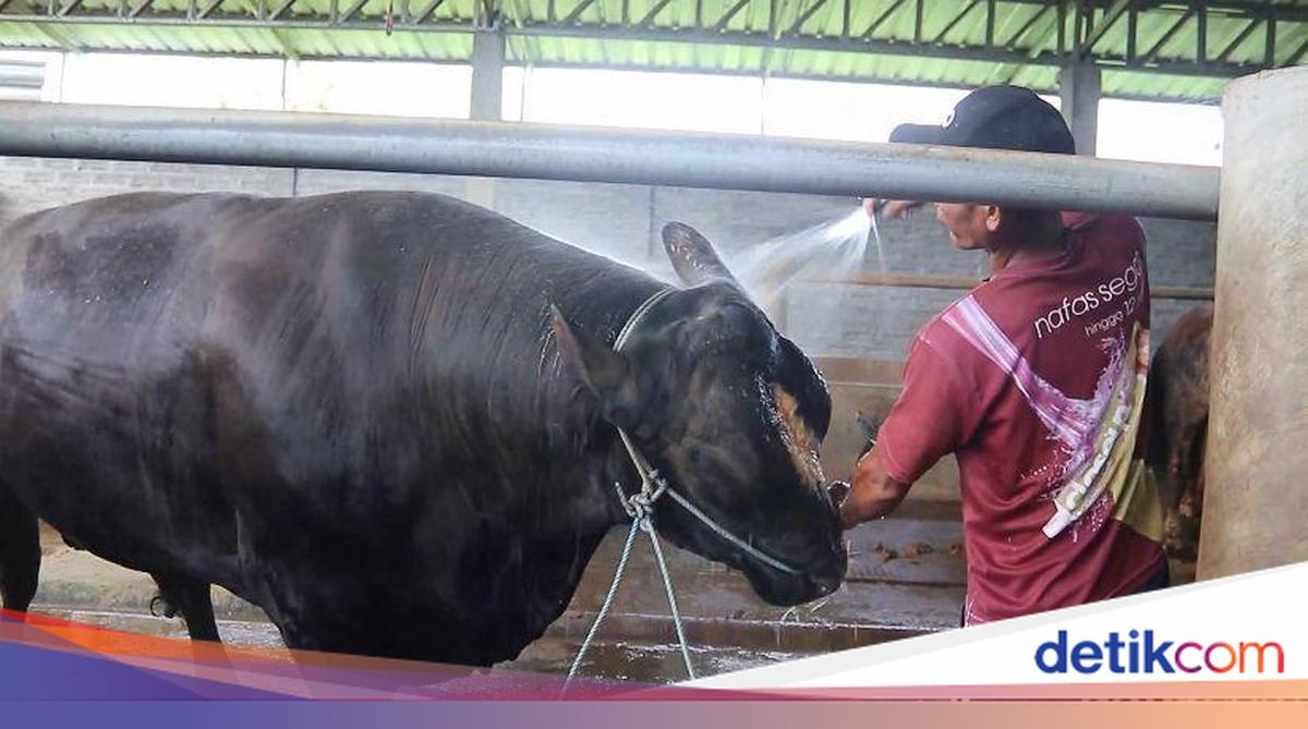 1.04-tonne Cow from Central Lombok Bought by Prabowo – Rp499 Billion in Economic Activity