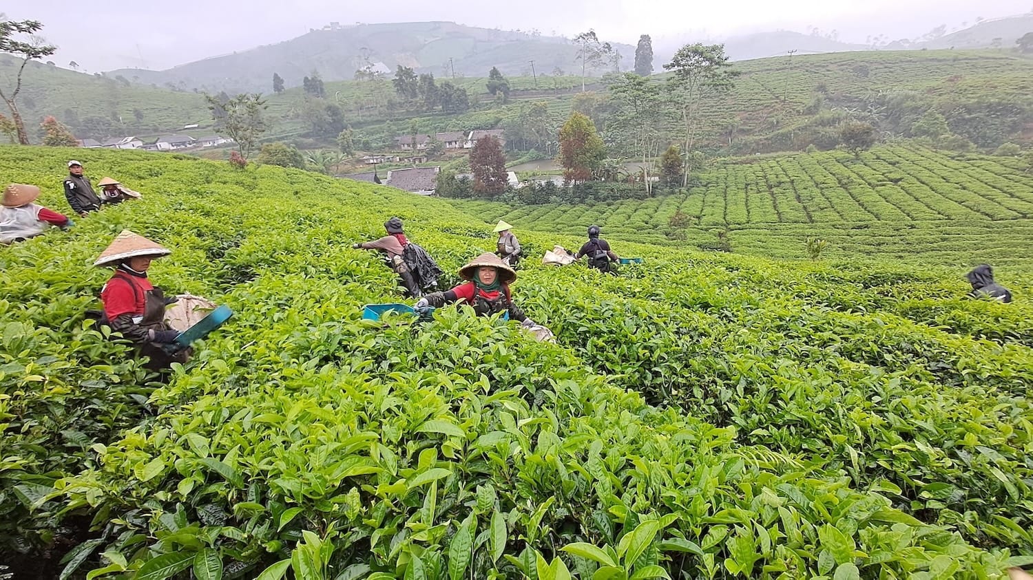 Three Factors That Determine the Quality and Flavor of a Cup of Tea