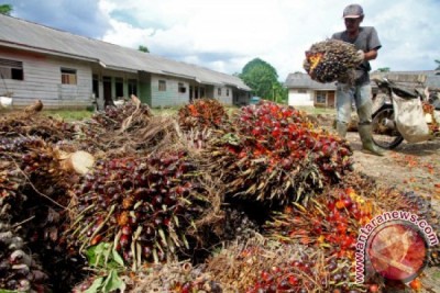 State-Owned Enterprise Becomes Indonesia's Sole Exporter of Palm Oil and Coal