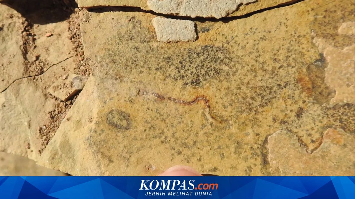 Misconception: Fossil Believed to be Earth's Oldest Animal Turns Out to Be Bacteria