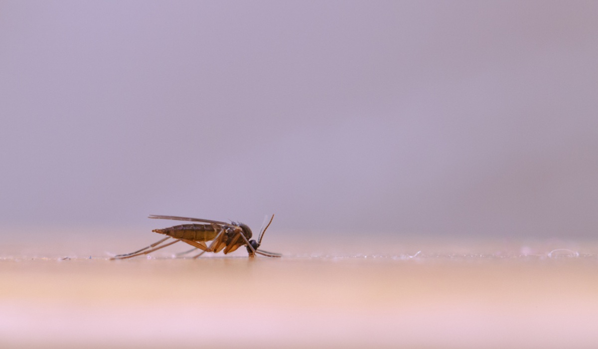 Malaria Surge, UGM Professor Warns of Dual Zoonosis Threat
