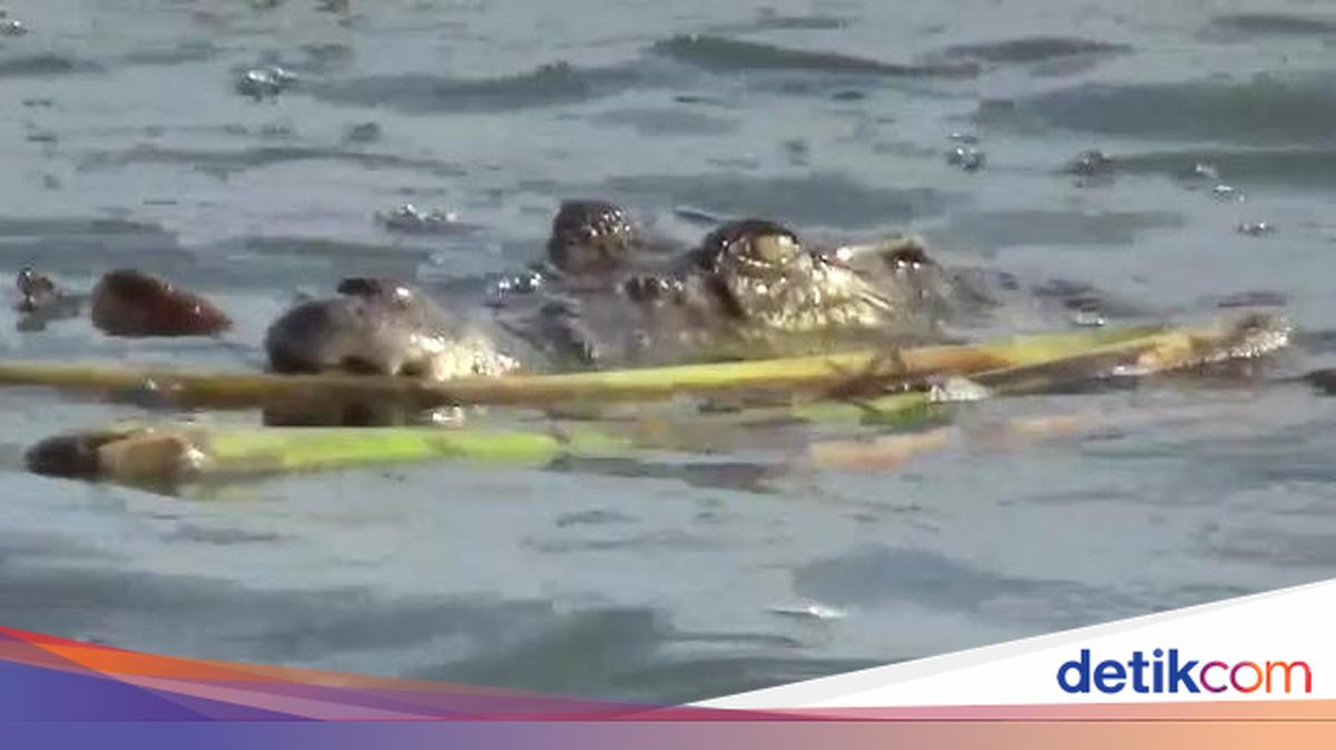 This Mum Survives After Confrontation With Crocodile That Bit Her Head