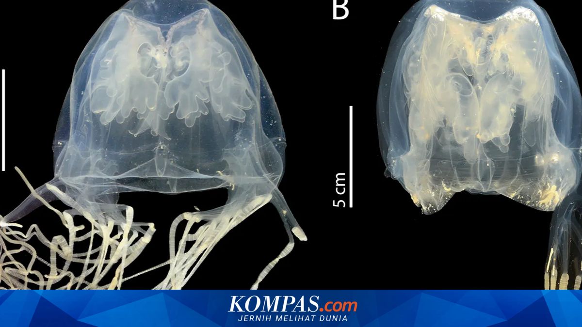 Scientists Discover New Box Jellyfish Species in Singapore, Deadly Warning