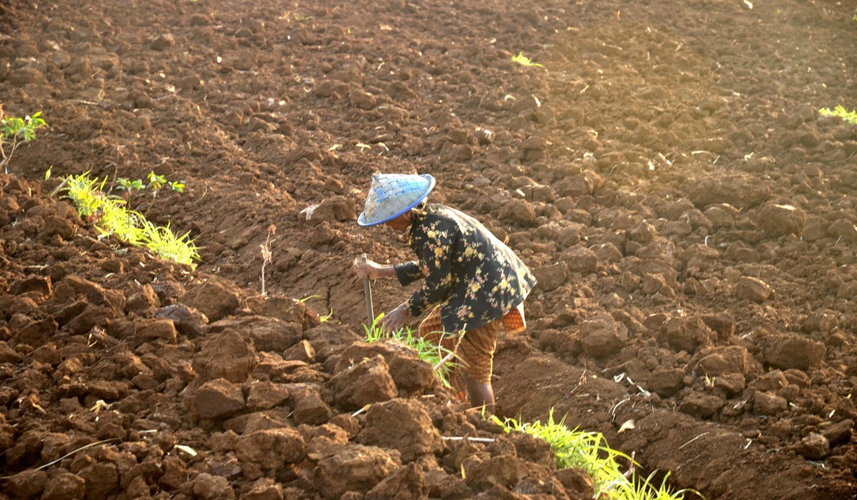 BMKG Warns of El Niño Impacts in Yogyakarta: Drought Potential to Begin in June 2026
