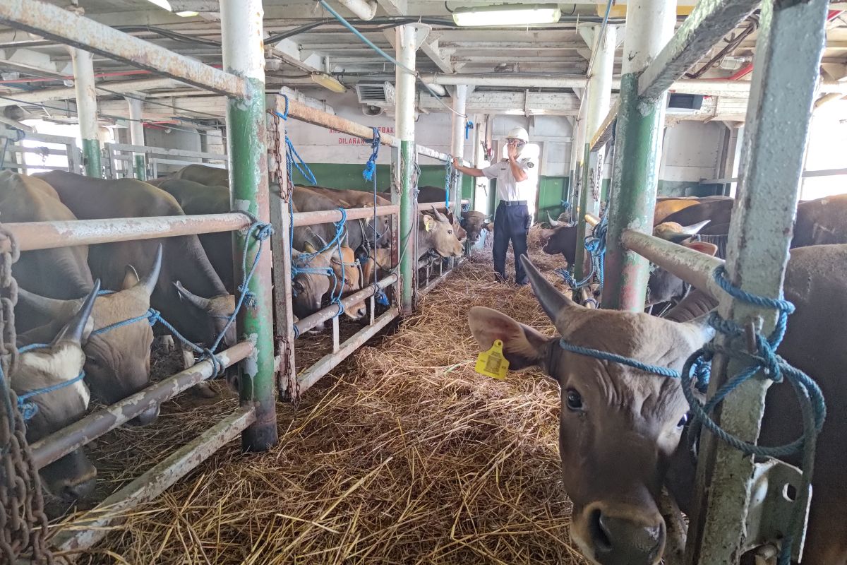 Barantin forms a 24-hour task force to oversee sacrificial livestock