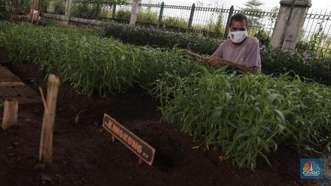 Kangkung Rarely Appears on Hospital Menus: This Is Why