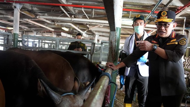 Java Enters PMK Red Zone, Here Are the Rules for Selling Sacrificial Animals