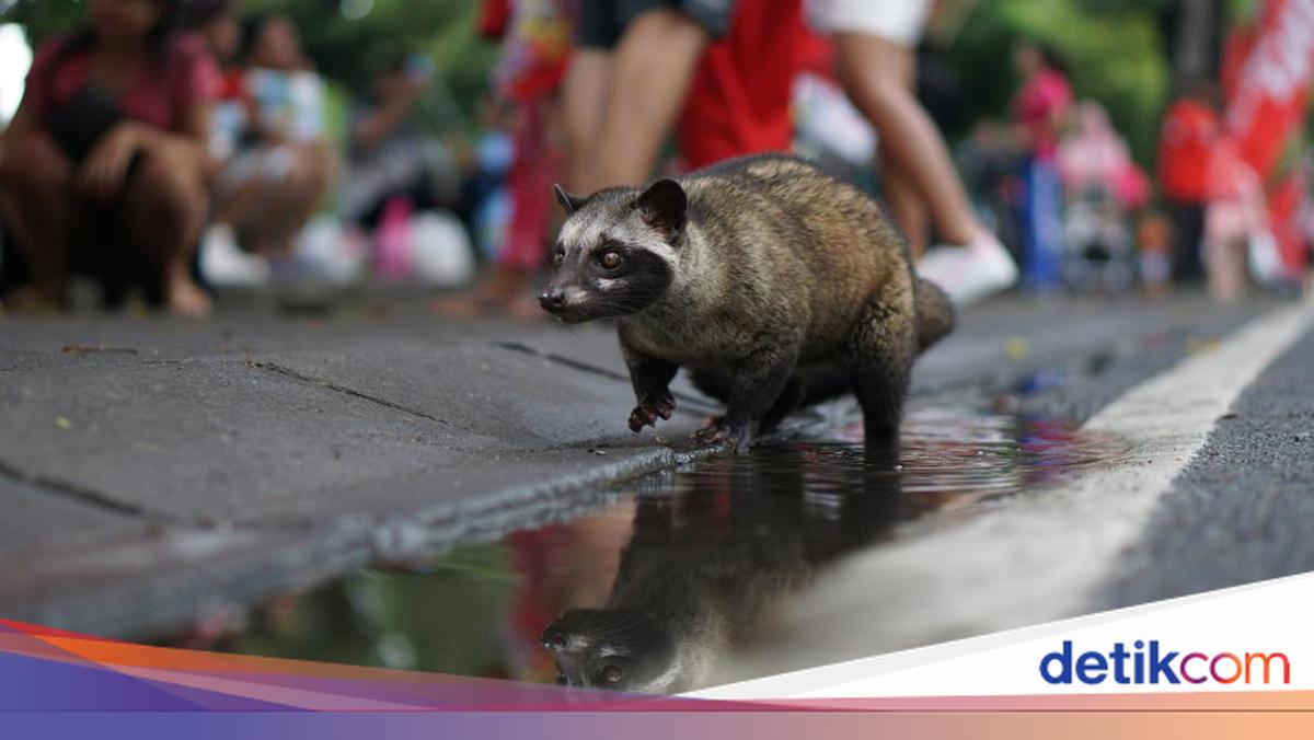 Is Kopi Luwak Really From Civet Faeces? A Look at Its Legality in Islam