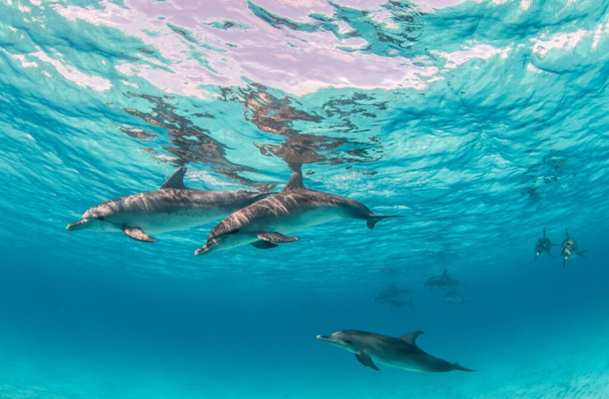 Scientists Can Now Study Dolphin Genetics Without Physical Contact