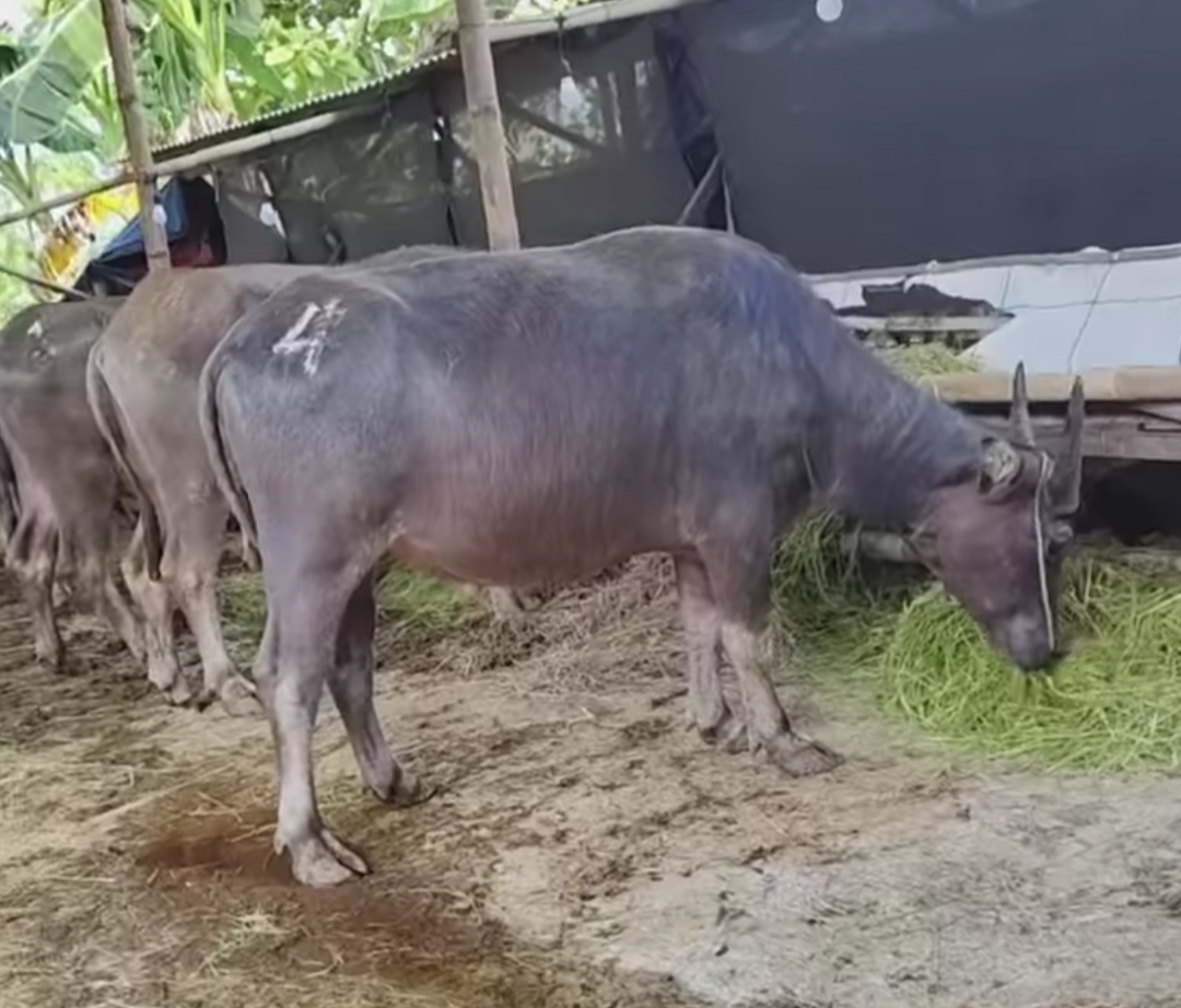 Ahead of Eid al-Adha, Central Java Faces Shortfall of Thousands of Cattle for Eid Sacrifices