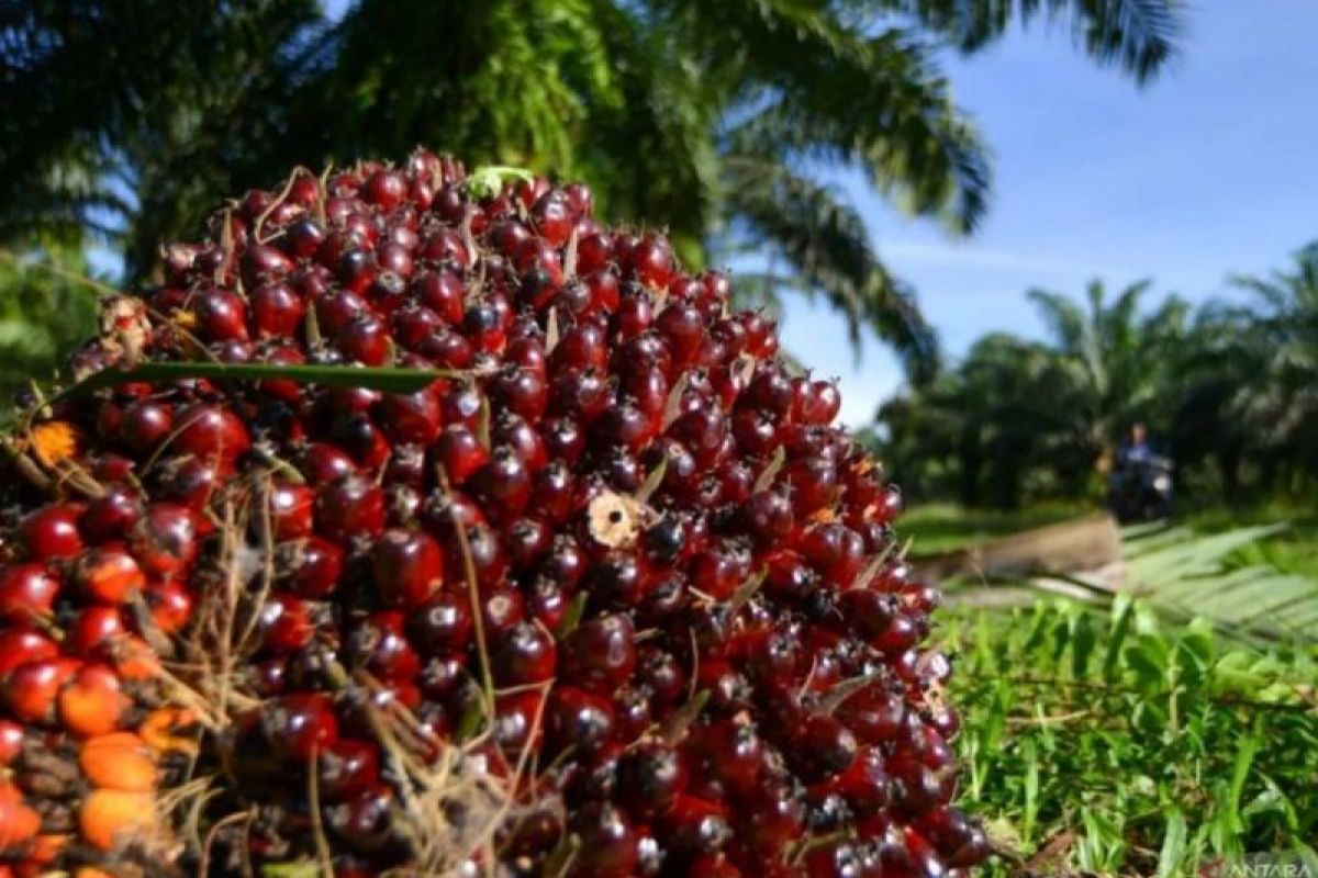 Ministry of Agriculture: Land constraints and PSR are key to boosting palm oil production